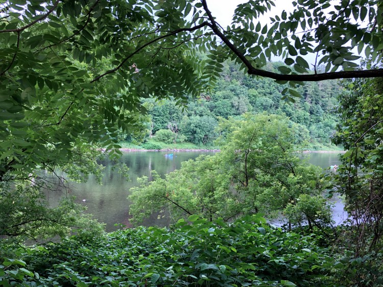 photo of river through trees